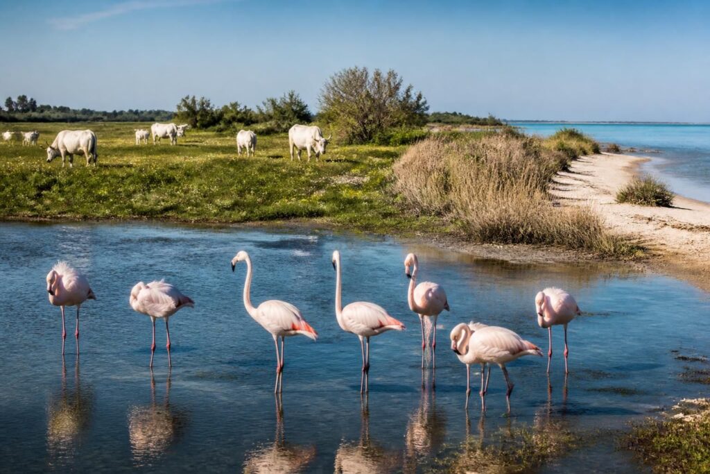 découvrez la camargue en une journée avec notre guide complet : observez les flamants roses, explorez les manades et profitez des plages sauvages pour une immersion nature inoubliable.